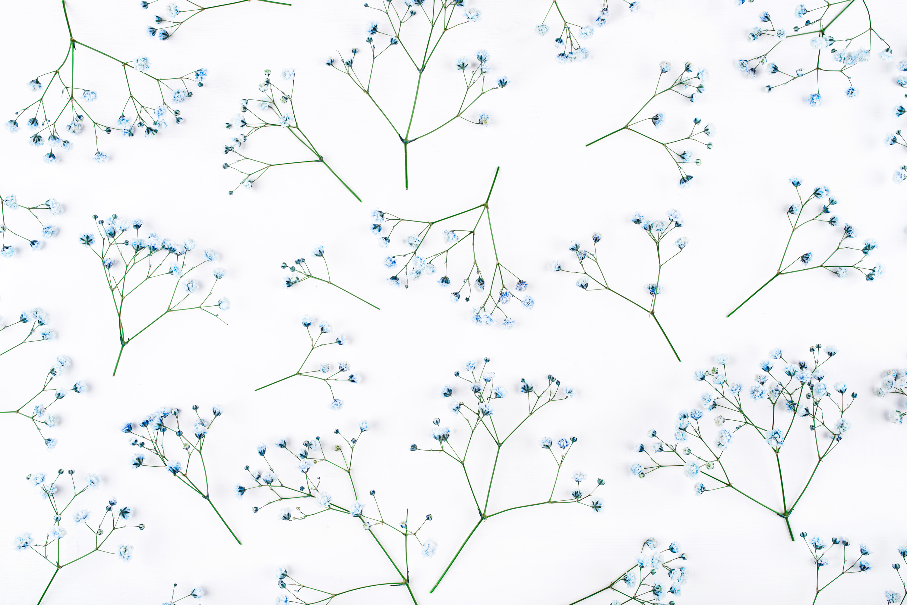 Flower Background of Blue Gypsophila Flowers